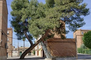 La belleza del árbol torcido La belleza del árbol torcido